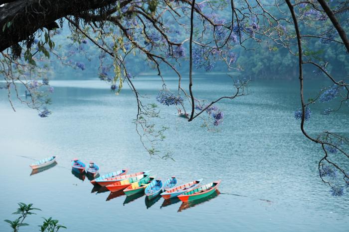 colourful boats under branches Phewa