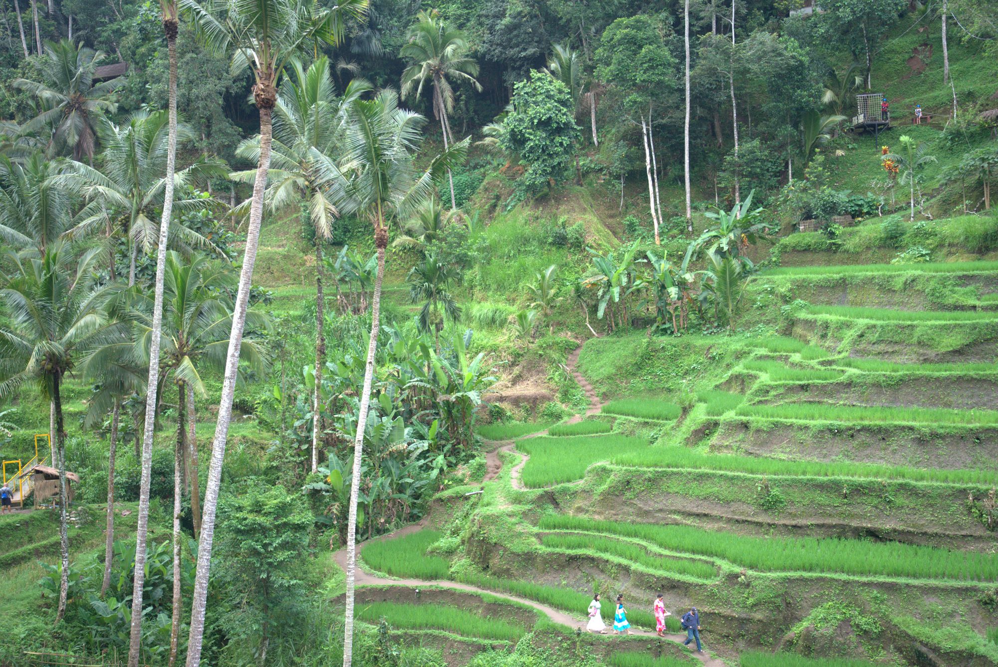 rice terrace palms