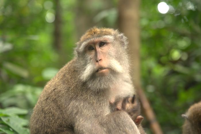monkey sitting portrait